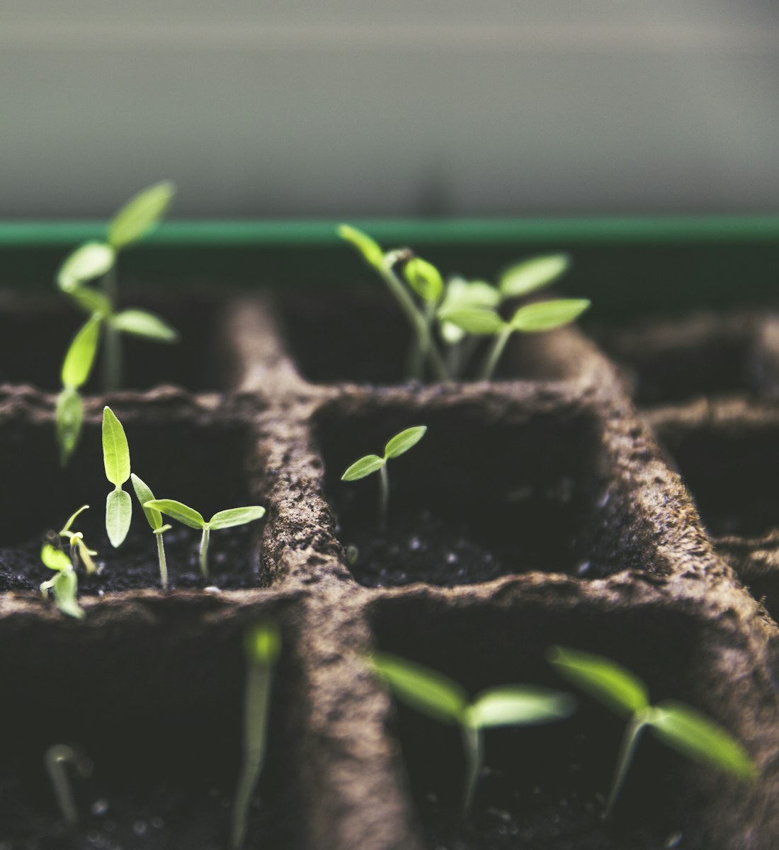 Young seedlings growing in small starter cells