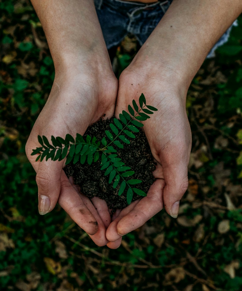 Hands holding a young plant and soil